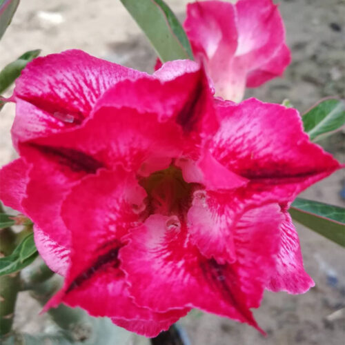 Adenium Red devil