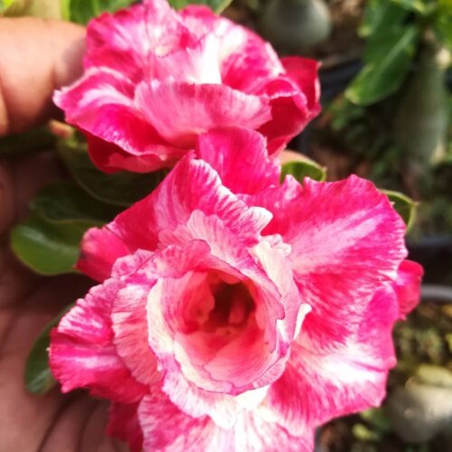 Adenium Fuji lava