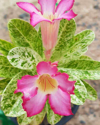 Adenium Falling star