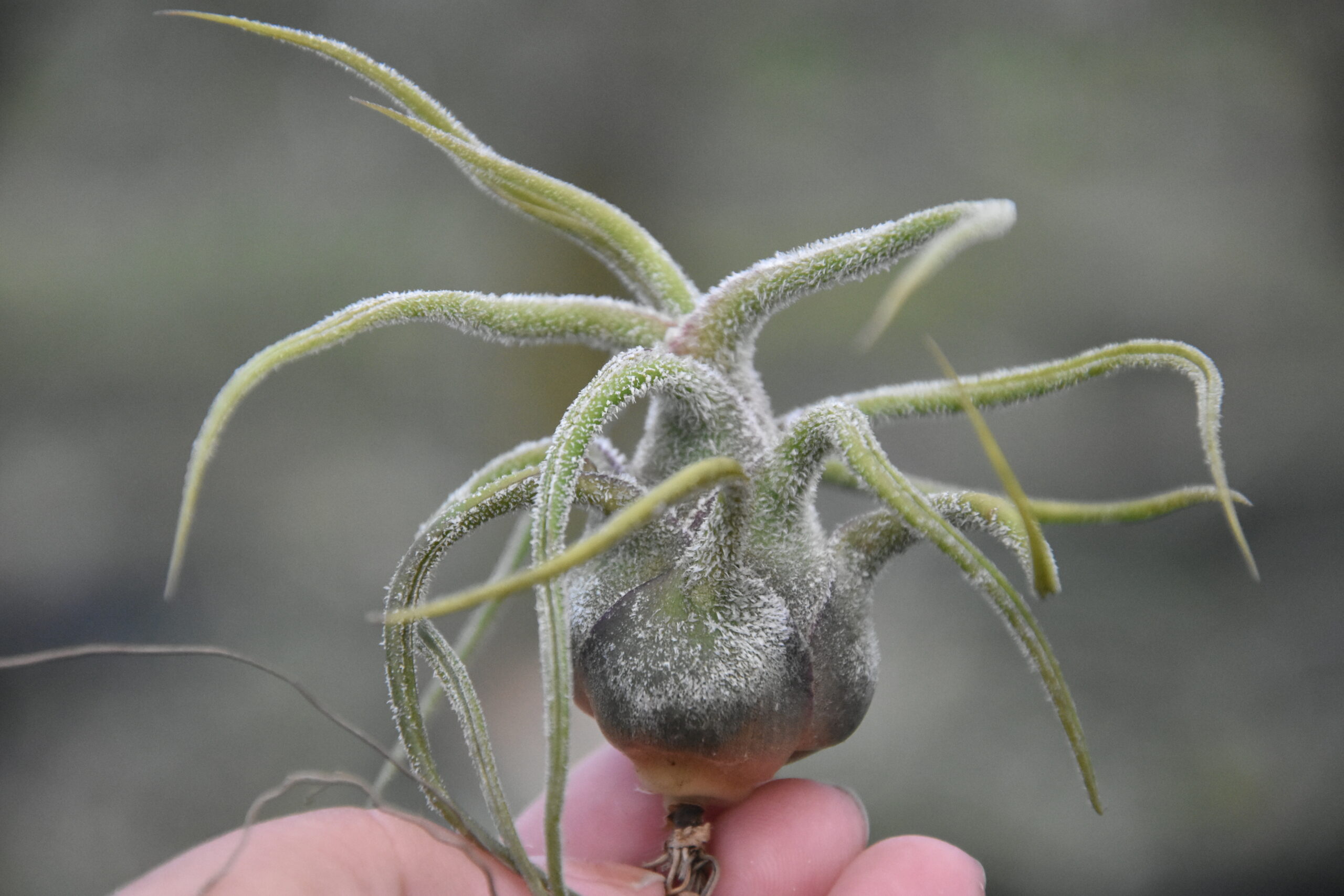 Tillandsia pruinosa