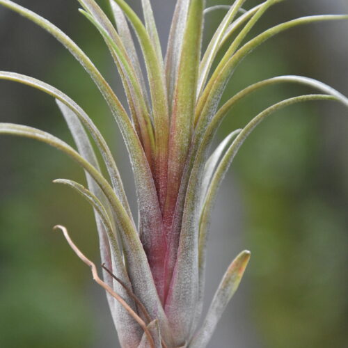 Tillandsia ionantha monkey tail size S – TILLANDSIATHAILAND.com