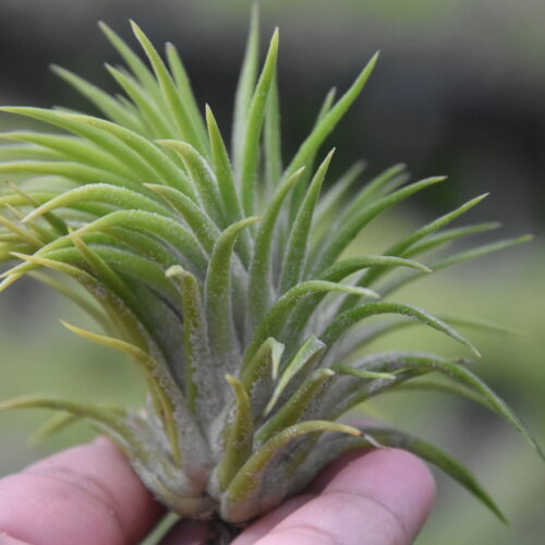 Tillandsia ionantha huamelula