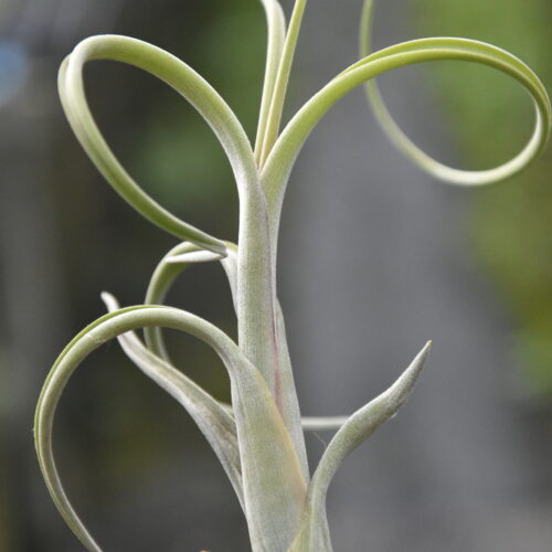 Tillandsia intermedia