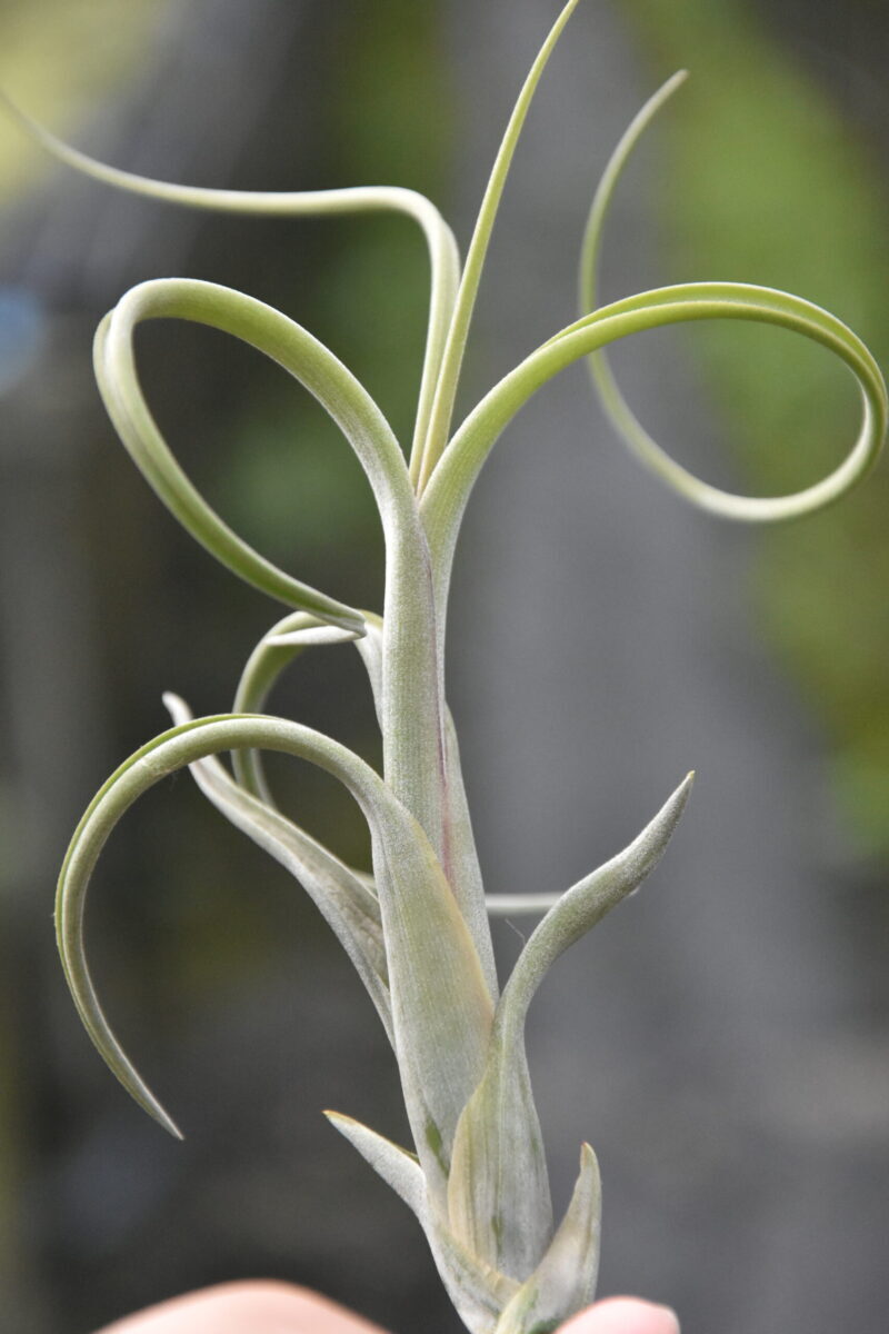 Tillandsia intermedia