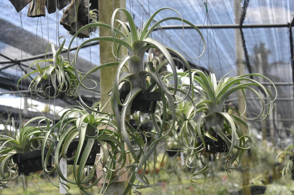 Tillandsia Farm