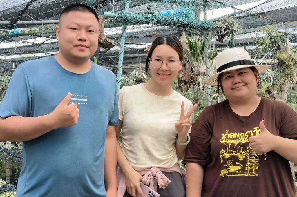 tillandsia thailand home