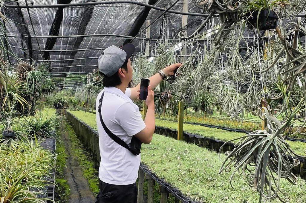 tillandsia thailand home
