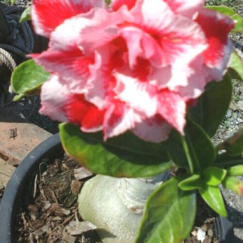 Adenium ranbow