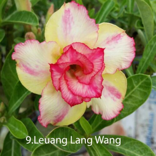 Adenium Leuang lang wang