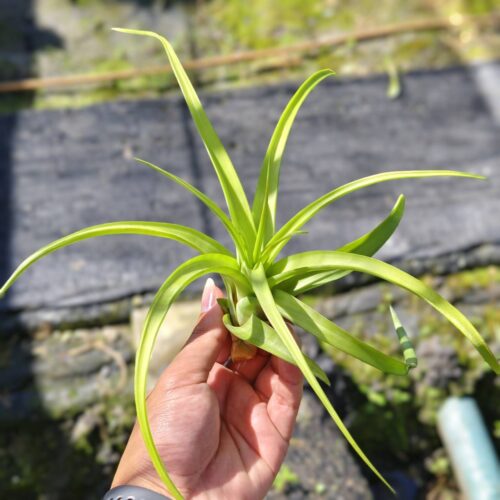 Flexuosa elatior viren