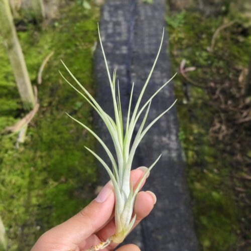 Flexuosa x funckiana