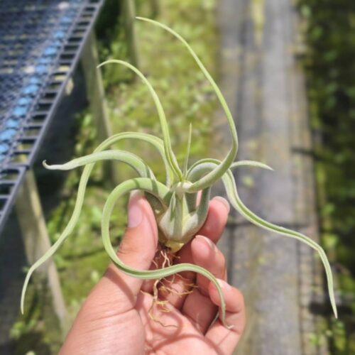 Tillandsia Caput Medusae
