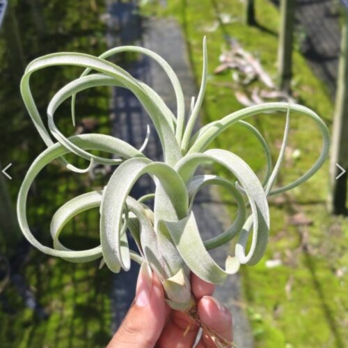 Tillandsia Curly Slim