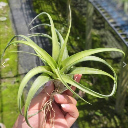 tillandsia flexuosa bahamas