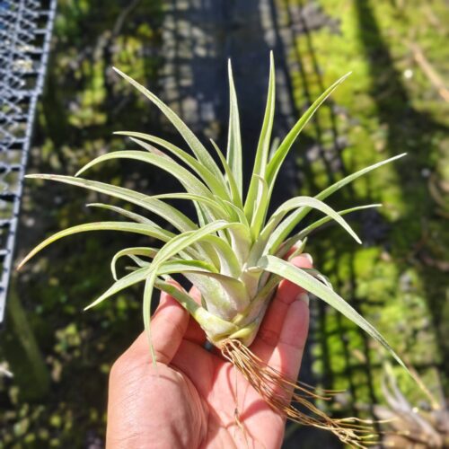 Tillamdsia Fire orange