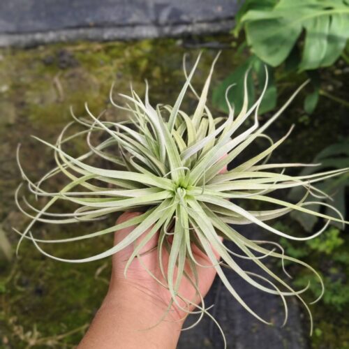 Tillandasia Houston x Leonamiana