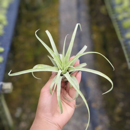 Tillandsia Amanda dofittas