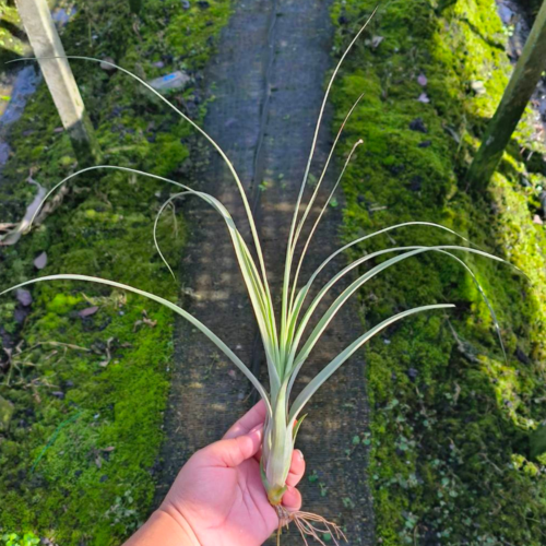 Tillandsia Balbisiana
