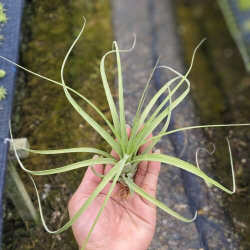 Tillandsia Balbisiania x velutina