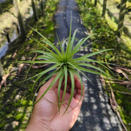 Tillandsia Brachycaulos