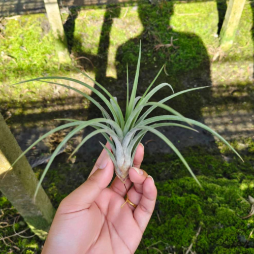 Tillandsia Califano