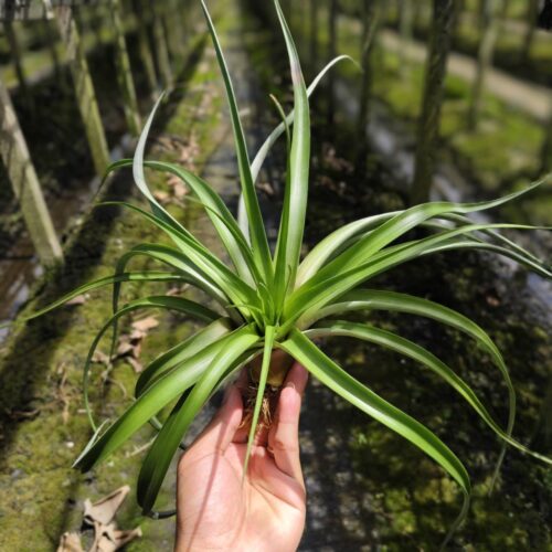 Tillandsia Capitata red