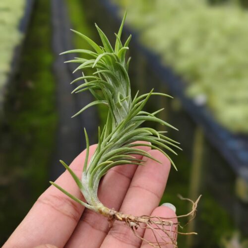 Tillandsia Cocoensis