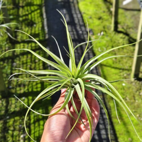 Tillandsia Concolor x Tillandsia Brachycaulos
