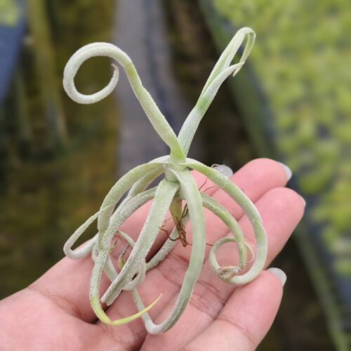 Tillandsia Duratii Extra small