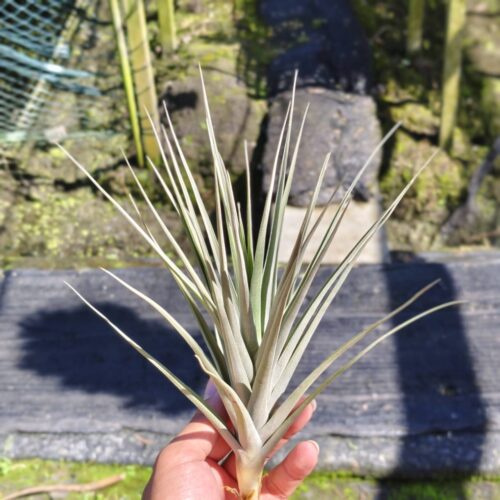 Tillandsia Duratii x lxioides