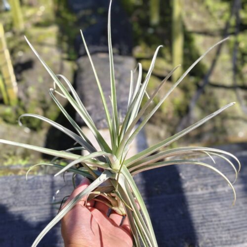 Tillandsia Duratii x stricta