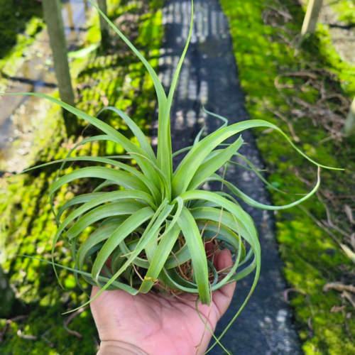 Tillandsia Ericknobloch