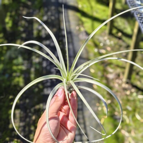 Tillandsia Exserta