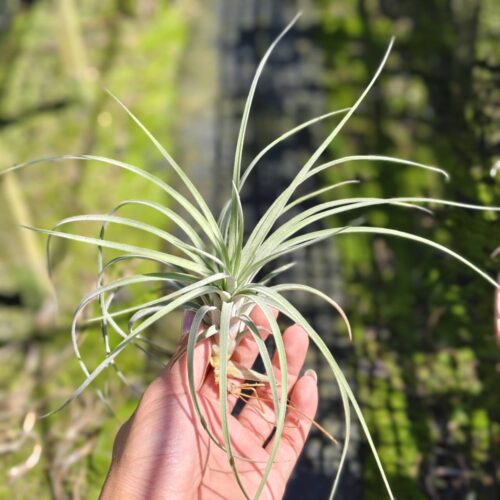 Tillandsia Exserta x Tillandsia Velutina