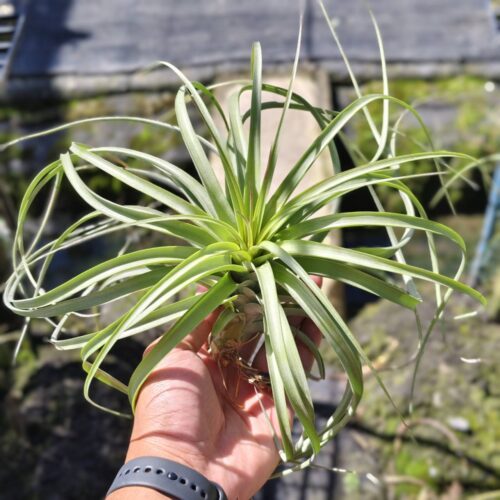 Tillandsia Exserta  x Tillandsia brachycaulos