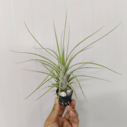 Tillandsia Flexousa Twisckiana