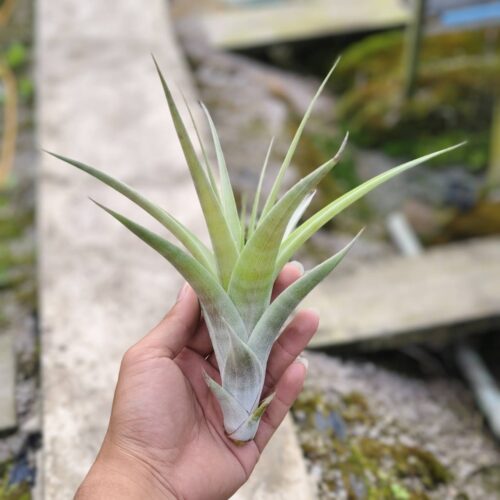 Tillandsia Flexuosa purple