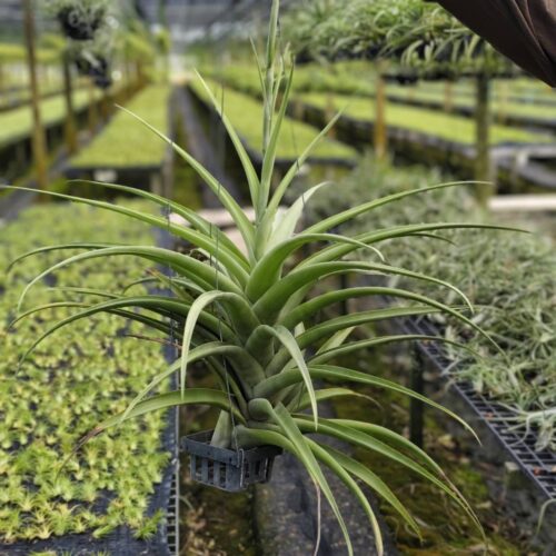 Tillandsia Flexuosa vivipara clump