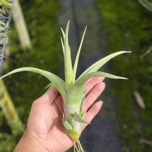 Tillandsia Flexuosa vivipara