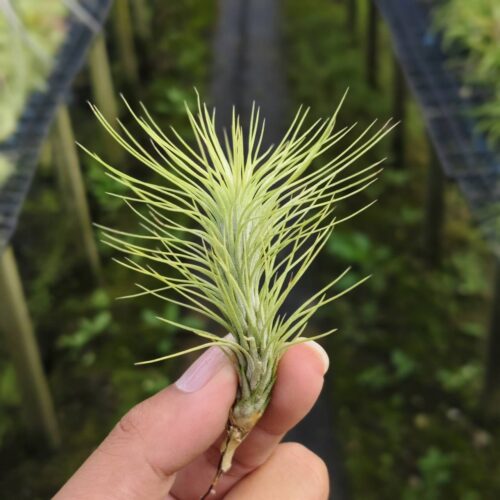 Tillandsia Funckiana
