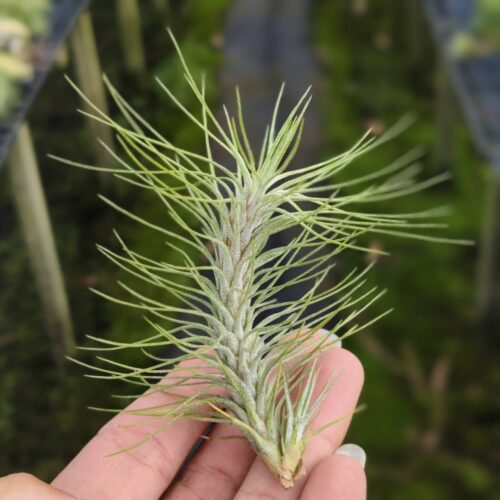 Tillandsia Funckiana recurvifolia