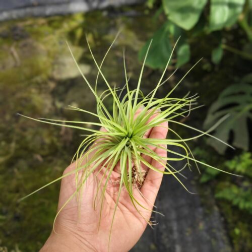 Tillandsia Funckiana x brachycaulos