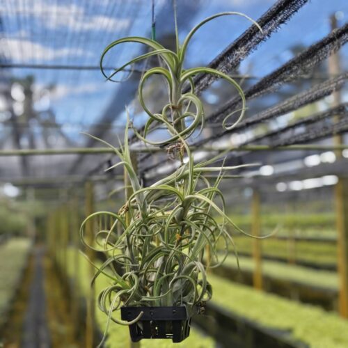 Tillandsia Intermedia clump