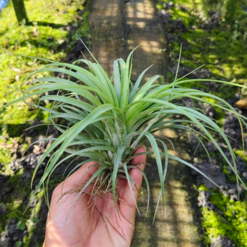 Tillandsia Ionantha X