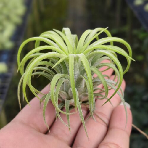 Tillandsia Ionantha curly