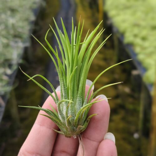 Tillandsia Ionantha fuego thin big