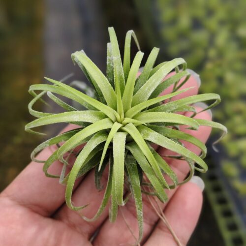 Tillandsia Lonantha curly