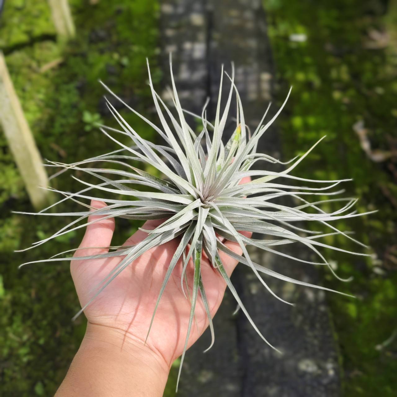 Tillandsia Stricta Silver