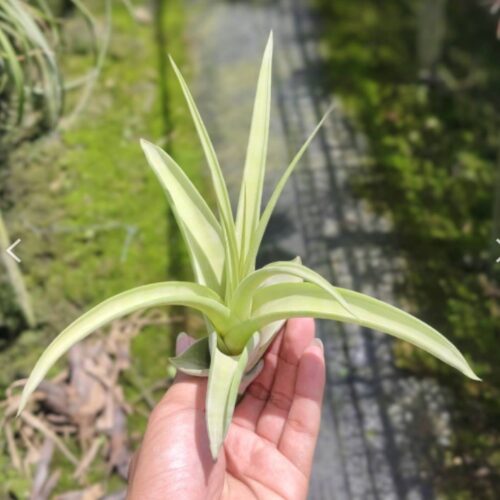 Tillandsia Ty pup