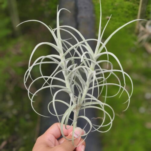 Tillandsia Wonga